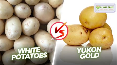 are white potatoes similar to yukon gold